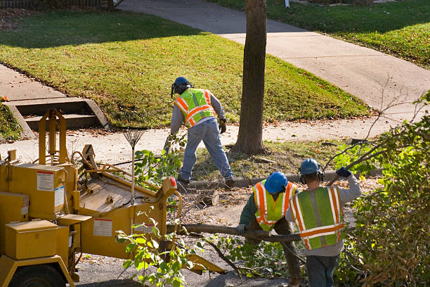 Best Tree and Shrub Care  in Humble, TX