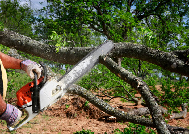 Best Storm Damage Tree Cleanup  in Humble, TX